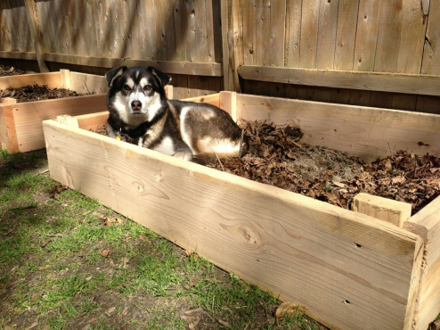 jason's raised beds with Dodger the dog!