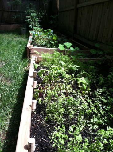 raised beds jason