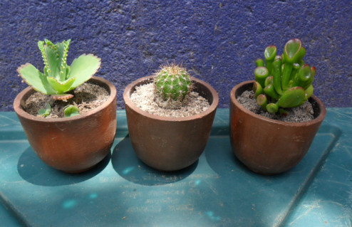 ceramic cup succulents:Ben Ditzler