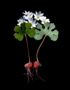 1bloodroot_lowres(2)