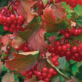 Viburnum_trilobum_Bailey_Compact_lg