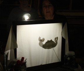 shadow crab