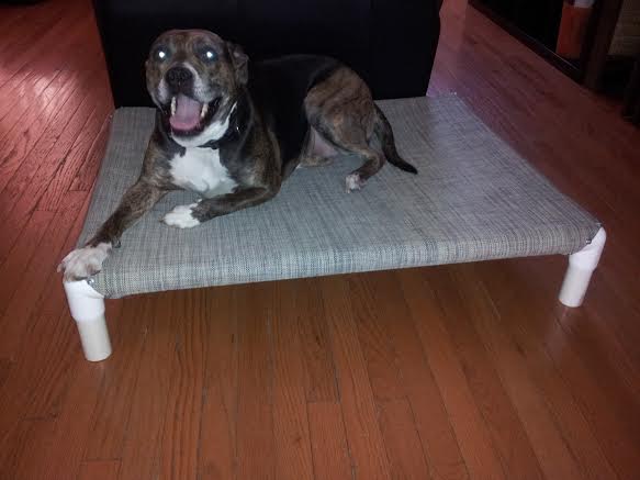 Read more about the article reMade Dog Cots!?