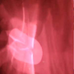 Read more about the article Will Owen