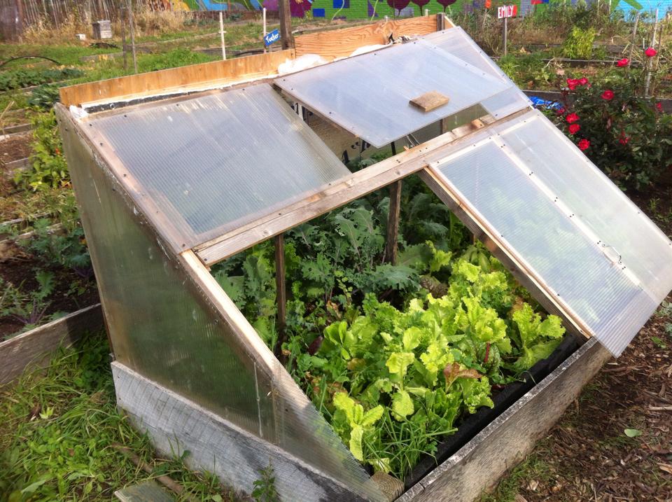 Read more about the article Jim Millisky’s Winter Veggie Garden Solution!