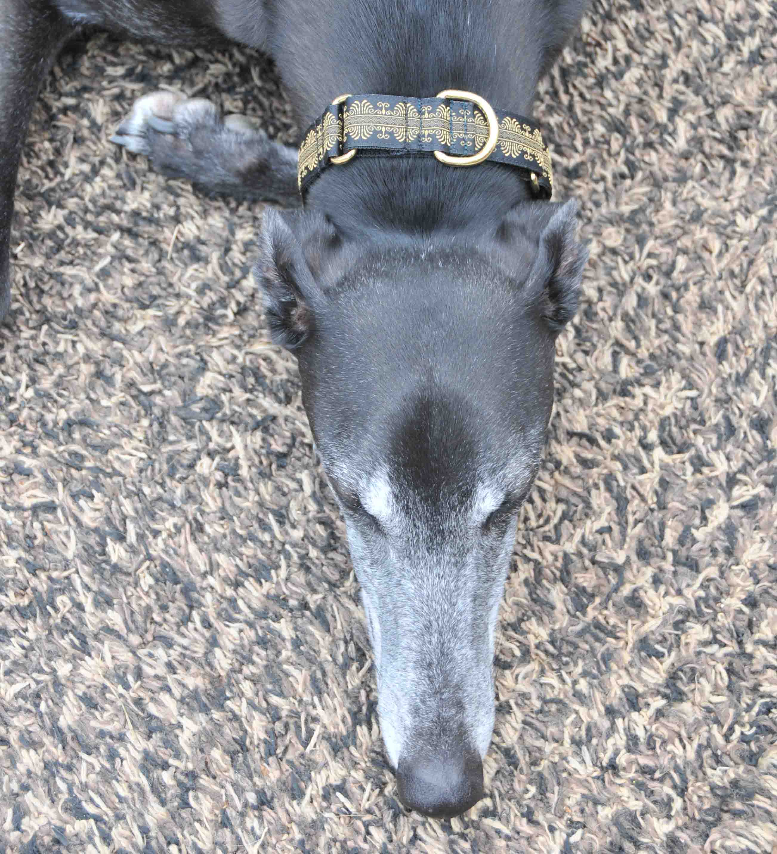 Pitch with gold and black ribbon collar DSC_9915