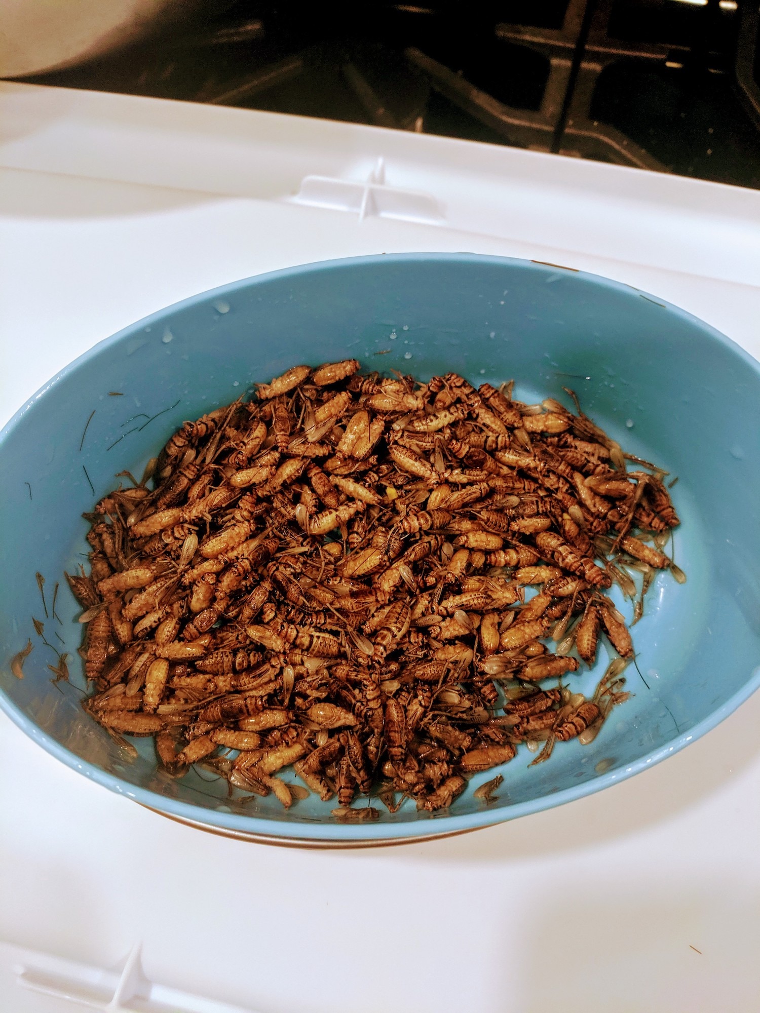 Read more about the article reUse + Small Cricket Farm in Philly